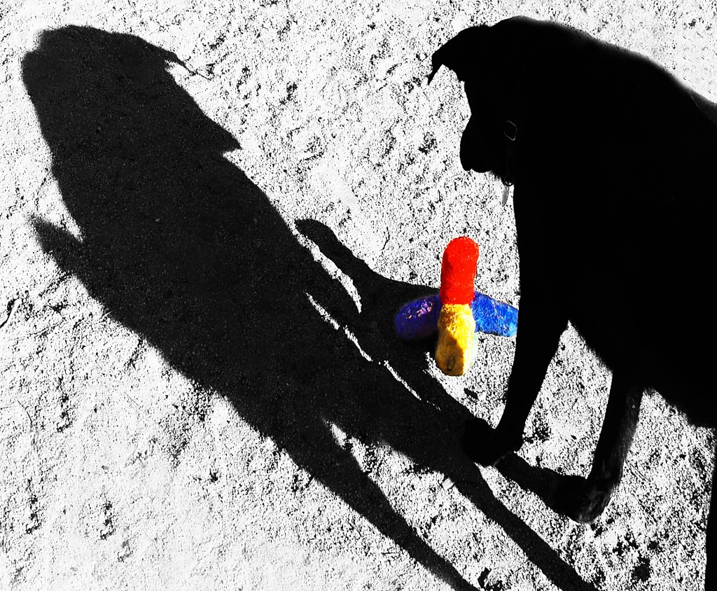 Photo by Melissa Spurr of black dog with shadow and colorful toy